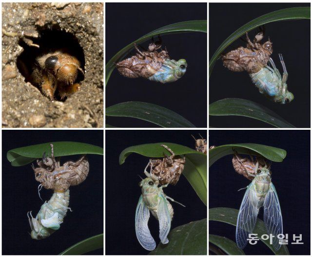 서울 노원구 한 아파트 화단, 땅속에서 구멍을 파고 세상 밖으로 나온 매미 유층이 근처 화초에 몸을 단단히 고정하고 2~3시간의 산통의 과정을 거쳐 날개달린 성충으로 변하고 있습니다.