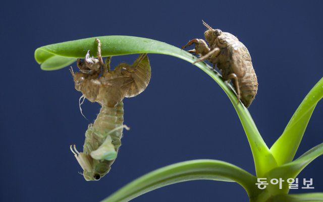 서울 노원구 한 아파트 화단, 땅속에서 구멍을 파고 세상 밖으로 나온 매미 유층이 근처 화초에 몸을 단단히 고정하고 2~3시간의 산통의 과정을 거쳐 날개달린 성충으로 변하고 있습니다.