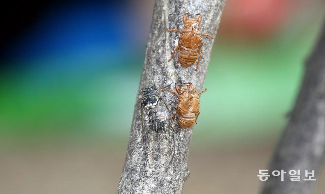서울 노원구 한 공원에 ‘탈피(우화)’를 마친 매미가 요란한 울음소리를 내고 있습니다.
