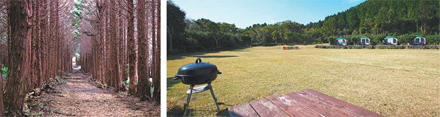 제주 곶자왈 숲지대 바농오름 밑에 위치한 제주베스트힐은 제주의 숲을 즐기고 펜션, 글램핑 등도 함께 체험할 수 있다. 제주관광공사 제공