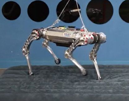 사족보행 로봇 ‘라이보’가 부드러운 매트리스 위를 달리고 있다. KAIST 제공