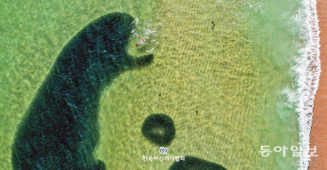 <자연 뉴스> 10월 19일 부산 해운대해수욕장에 정어리 떼가 모래사장 바로 앞에 등장해 수영을 즐기는 시민을 삼키려는 형상을 보이고 있다. 이날 갑작스레 해운대해수욕장 곳곳에서 나타난 평균 10cm 이상의 정어리 떼로 인해 장관이 펼쳐졌다. 최근 경남 창원 마산만에 대량의 정어리 떼가 떠밀려오는가 하면 부산에 송도해수욕장에선 멸치 떼가 해변으로 몰려오는 진풍경이 벌어졌다. 드론 촬영. / 김종진  부산일보 기자