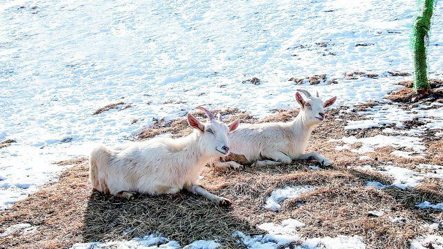 태백 산양목장.