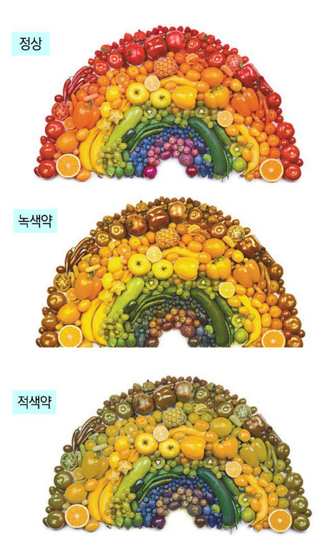 색약인이 보는 색 예시. 가장 일반적인 색약인 ‘적록색약’은 적색과 녹색의 구분에 어려움을 느낀다. 분당서울대병원 제공