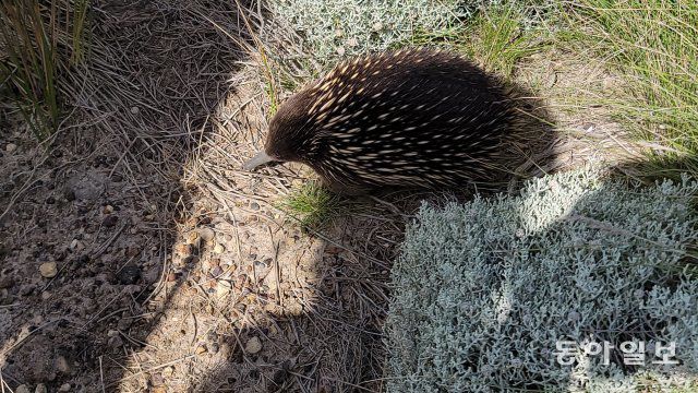 호주 그레이트 오션 로드에서 만난 가시 두더지. 전승훈 기자 raphy@donga.com
