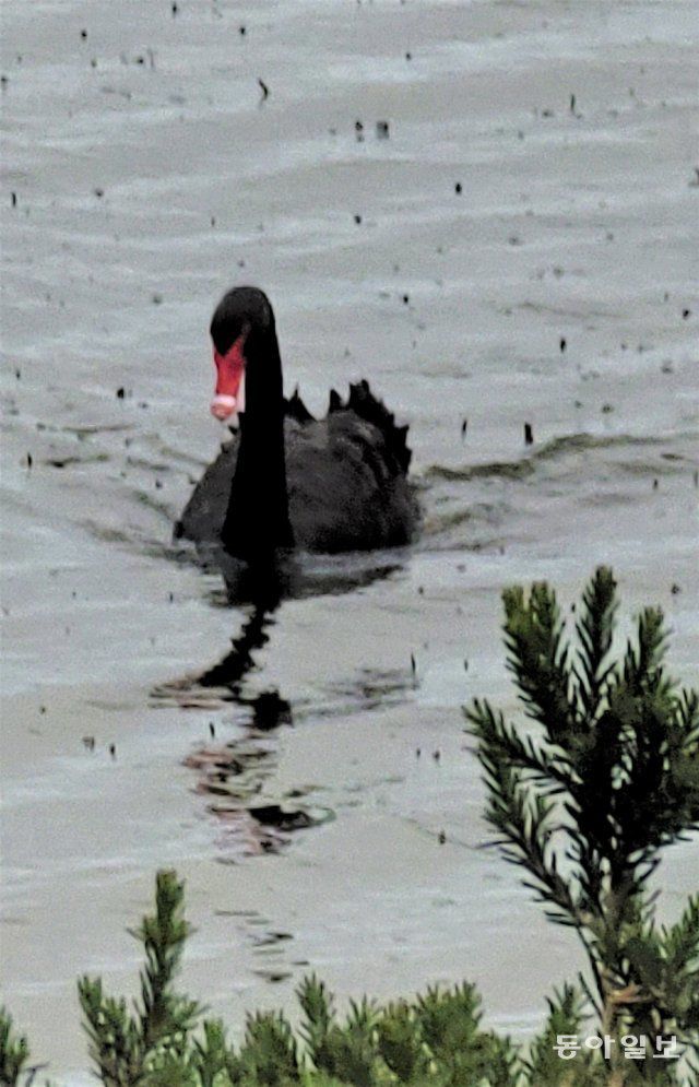 필립섬 호숫가에 사는 오스트레일리아 특산종인 블랙스완(흑조). 전승훈 기자 raphy@donga.com