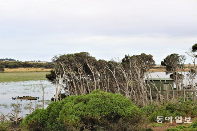 필립섬 스완 레이크 풍경. 전승훈 기자 raphy@donga.com