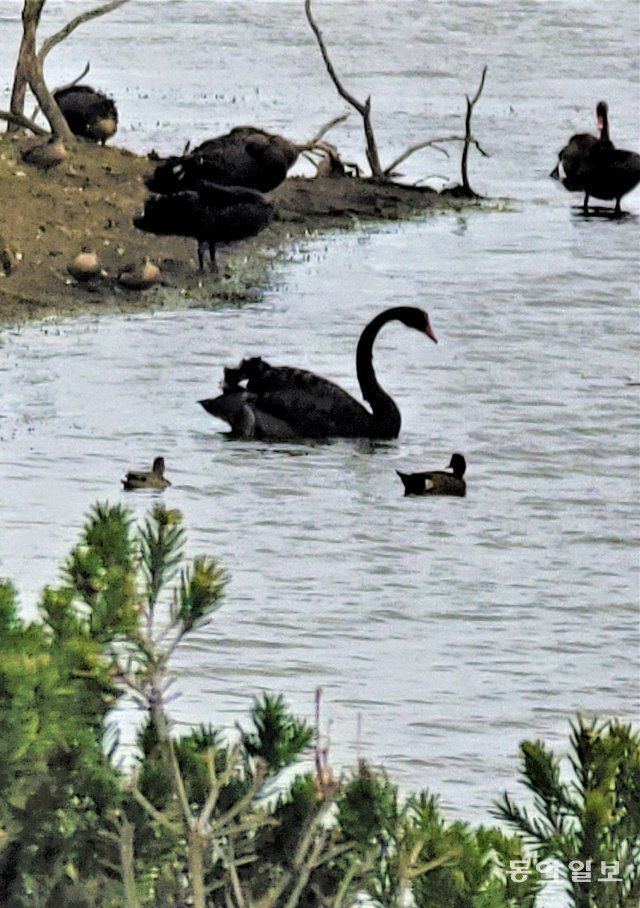 필립섬 스완 레이크에 사는 오스트레일리아 특산종인 블랙스완(흑조). 전승훈 기자 raphy@donga.com