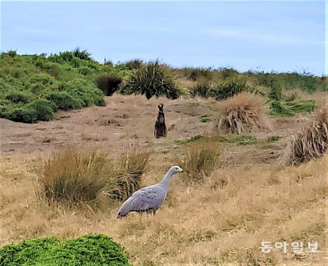 필립섬 호숫가의 케이프 배런 기러기(앞쪽)와 왈라비.  전승훈 기자 raphy@donga.com