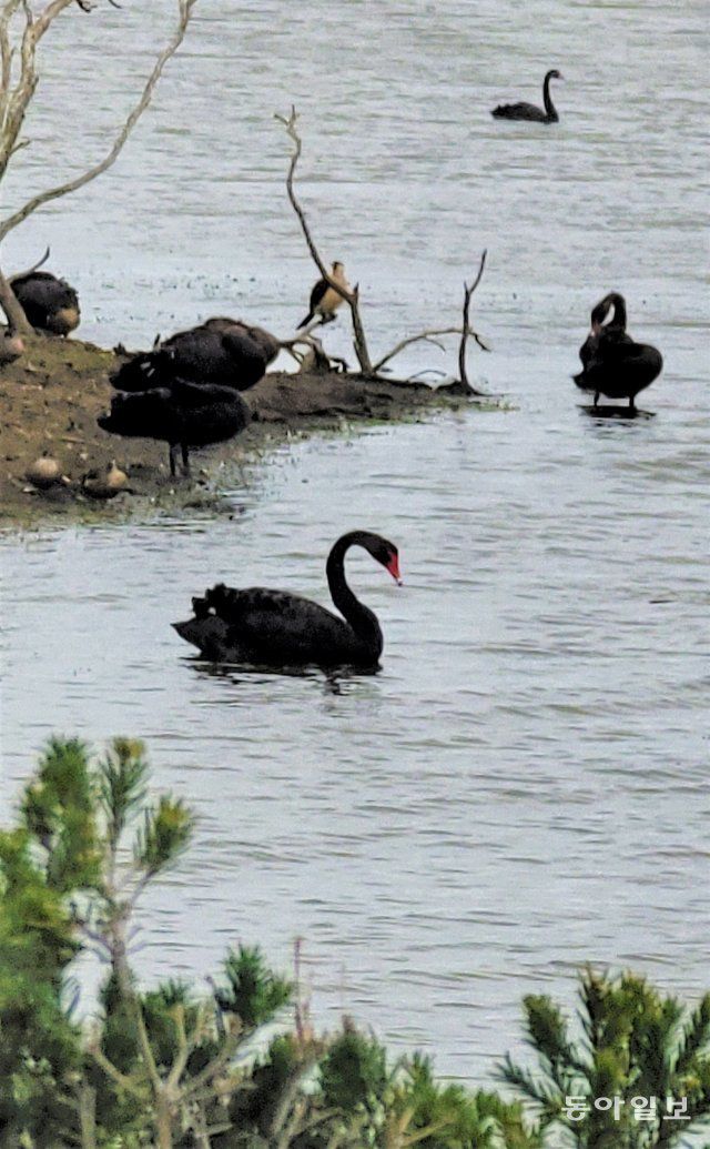 필립섬 스완 레이크에 사는 오스트레일리아 특산종인 블랙스완(흑조). 전승훈 기자 raphy@donga.com