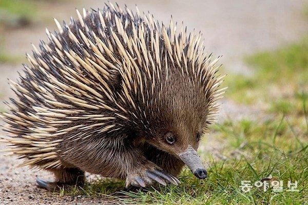 가시 두더지. 호주 빅토리아 관광청 제공
