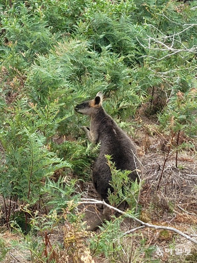 필립섬 호숫가 덤불숲 속에 숨어 있는 왈라비. 전승훈 기자 raphy@donga.com