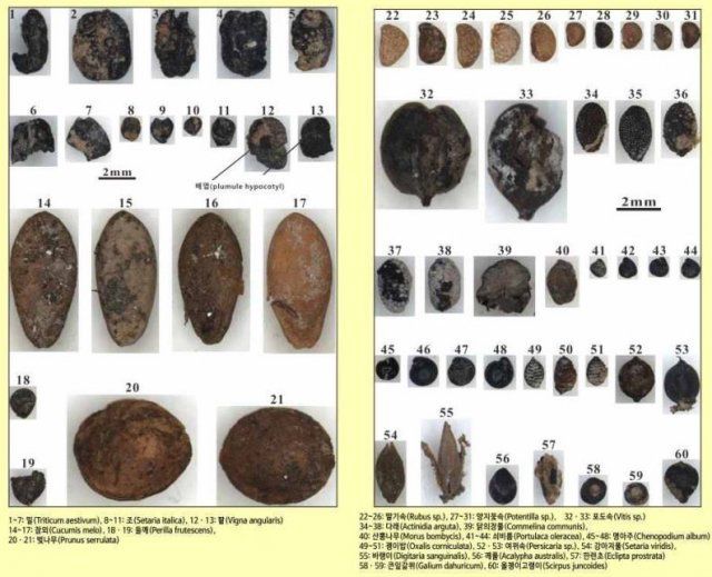 익산 서동생가터 유적에서 발견된 석축 저온저장고 내 출토 종실 유체. 문화재청 제공
