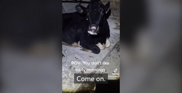 다른 젖소들이 모두 젖을 짜러 나갔는데 잠든 척하며 홀로 우리에 남아 있던 젖소 도리스. BBC방송 갈무리