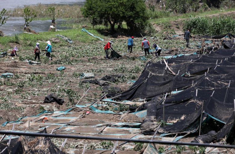19일 괴산댐 월류로 수해를 입은 충북 괴산군 불정면 농지에서 주민들이 복구 작업을 하고 있다. 13일부터 이어진 집중호우 여파로  전국에서 여의도의 114배에 달하는 농지가 피해를 입었다. 이에 따라 적상추 가격이 12일에 비해 39.0% 오르는 등 농작물  가격 상승이 이어지고 있다. 괴산=뉴스1