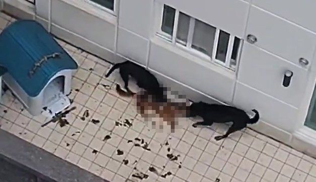 두 마리의 맹견이 개 한 마리를 물어 뜯고 있다. 온라인 커뮤니티 갈무리.