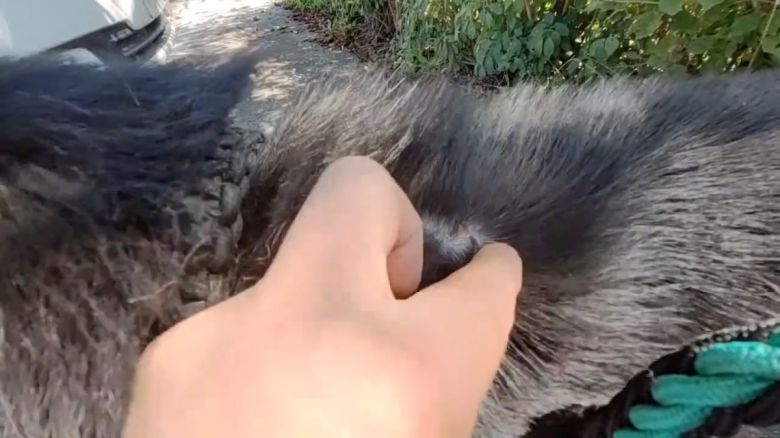 짱이의 몸에 로트 와일러에게 물렸던 상처가 남아있다. 유튜브 ‘스나이퍼_안똘’ 갈무리.