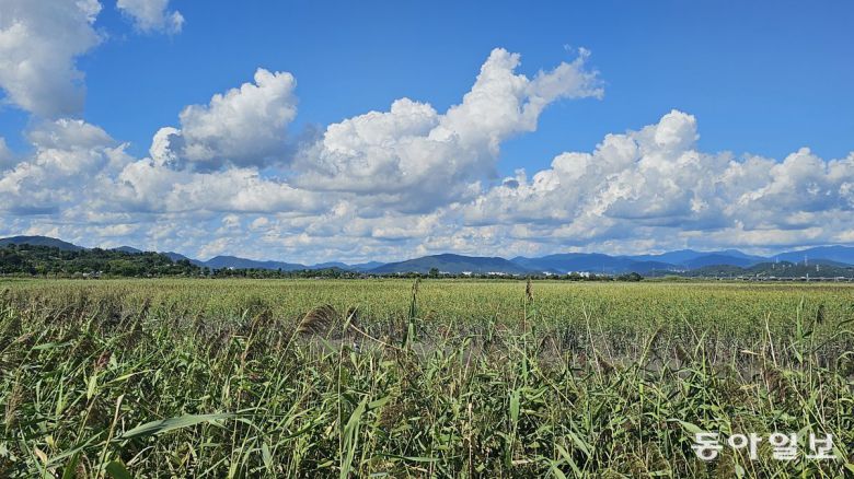 세계 5대 연안습지인 순천만습지. 3000마리가 넘는 흑두루미의 군무가 펼쳐지는 생태계의 보고다. 순천=김선미 기자