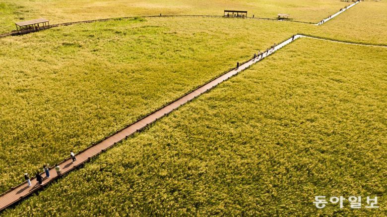 가을이 무르익을 때 순천만습지의 전경. 순천만국제정원박람회 제공