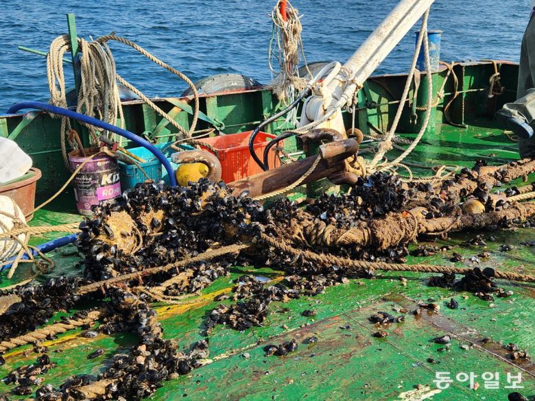 도르래에 달린 쇠갈고리로 바다 밑에 가라앉아 있던 폐로프를 건져 올리자(위 사진) 죽은 홍합 껍데기가 다닥다닥 붙어 형체를 알기 어려운 폐로프가 모습을 드러냈다. 양양=김예윤 기자 yeah@donga.com