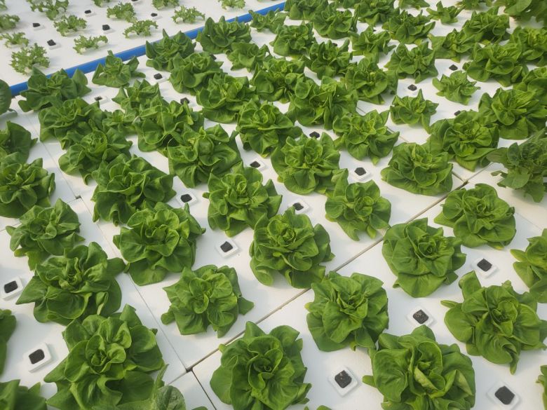 서유채농장에서 재배하는 채소. 서유채농장 제공