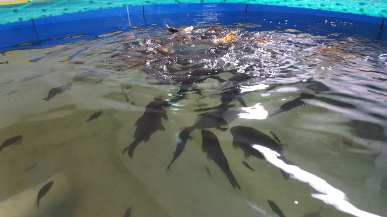 서유채농장의 물고기 양식 시설. 서유채농장 제공