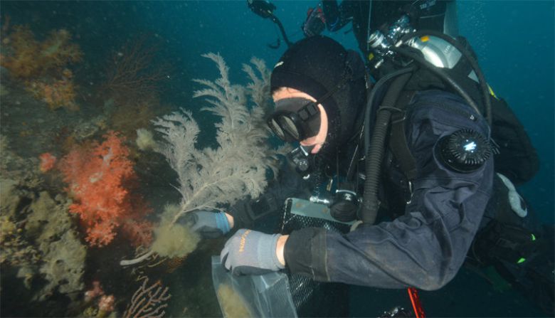 제주 서귀포시 문섬 일대에서 한 다이버가 해송에 기생하는 보키반타이끼벌레를 제거하는 작업을 했다. 김병일 씨 제공