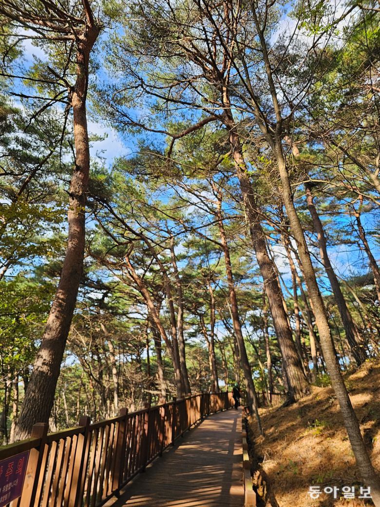 쭉쭉 뻗은 적송이 숲을 이루고 있는 안면도 자연휴양림.