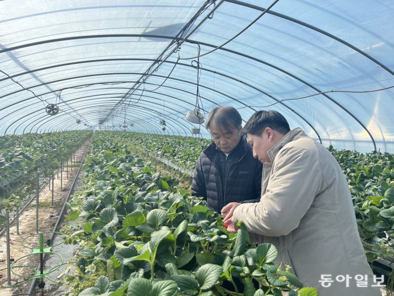 지난달 28일 경남 고성군에 있는 딸기 농장에서 이마트 딸기 담당 바이어 이완희 부장(사진 오른쪽)이 농장 주인 이규원 씨와 딸기 생육 상태를 살펴보고 있다. 고성=송진호 기자 jino@donga.com
