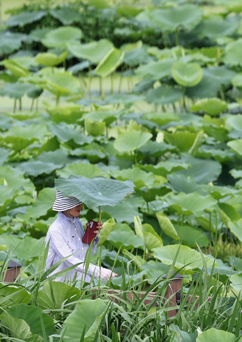 양산 대신 연꽃잎 24일 대구 동구 안심연꽃단지 산책로에서 한 시민이 연꽃잎으로 햇볕을 가린 채 걷고 있다. 대구는 이날 낮 최고기온이 31도까지 올랐다. 기상청은 이날 “이례적으로 6월 황사가 나타나며 경기 강원 등에 황사비가 내렸다”고 밝혔다. 6월 황사는 기상 관측 이후 6차례밖에 없었을 정도로 드문 현상이다. 대구=뉴시스