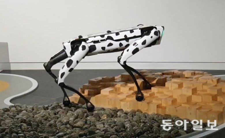 4족 보행 로봇이 장애물을 피해 이동하고 있다. 문세영 동아사이언스  기자 moon09@donga.com