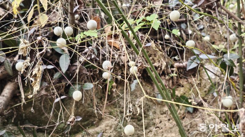 담장에 핀 새박. 담양=김선미 기자 kimsunmi@donga.com