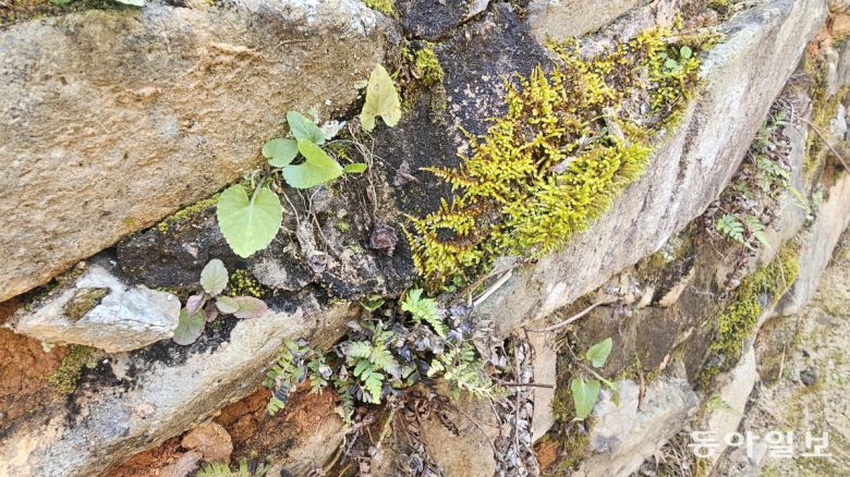 애양단 담장 사이에 핀 우리 식물들. 담양=김선미 기자 kimsunmi@donga.com