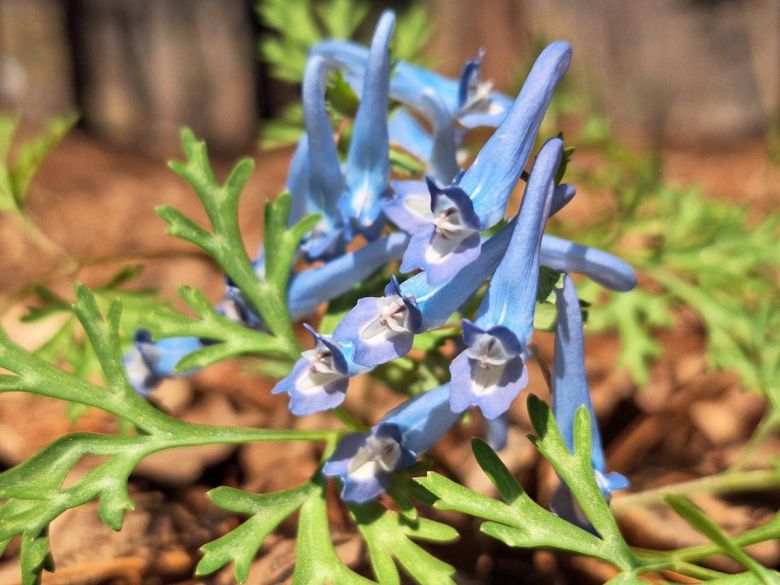 국립수목원에 피어난 현호색. 국립수목원 제공