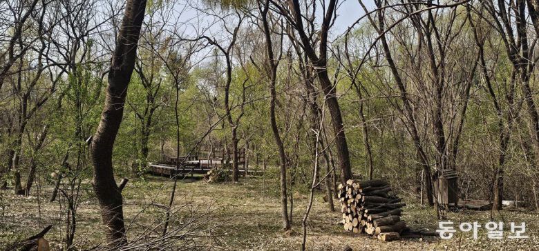 연두색 새잎들이 싱그런 봄을 알리는 길동생태공원. 김선미 기자  kimsunmi@donga.com