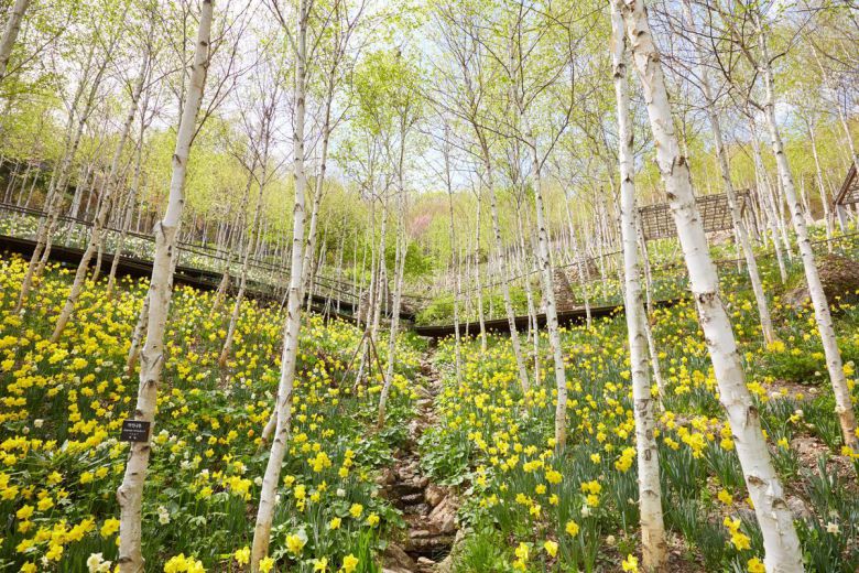 봄 수선화 축제가 열리고 있는 화담숲. 화담숲 제공