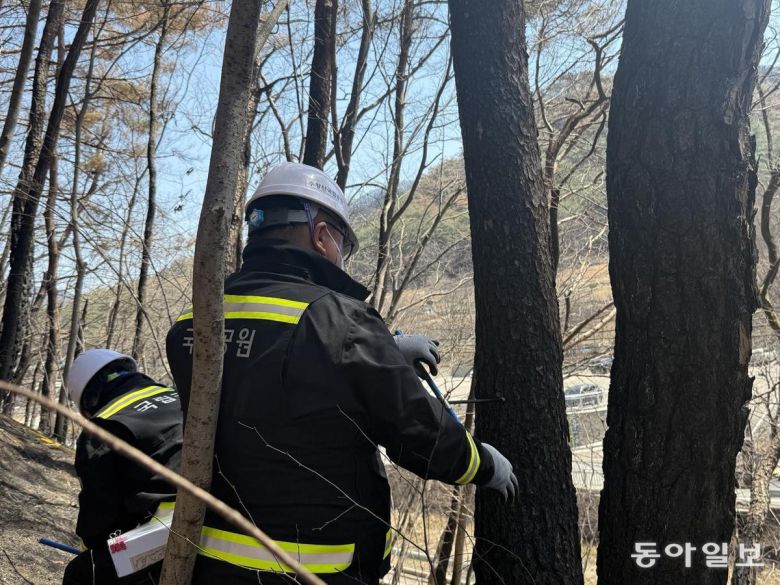 국립공원공단 관계자들이 기둥에 구멍을 뚫어 피해 수종의 나이를 측정하고 있다. 청송=전채은 기자 chan2@donga.com