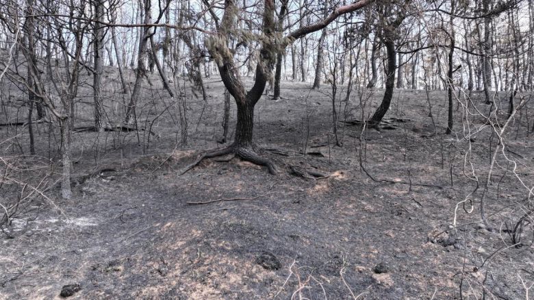 경북 의성과 청송 등에서 발생한 대형 산불로 온실가스 366만t이 배출된 것으로 추정된다. 국립공원공단 제공