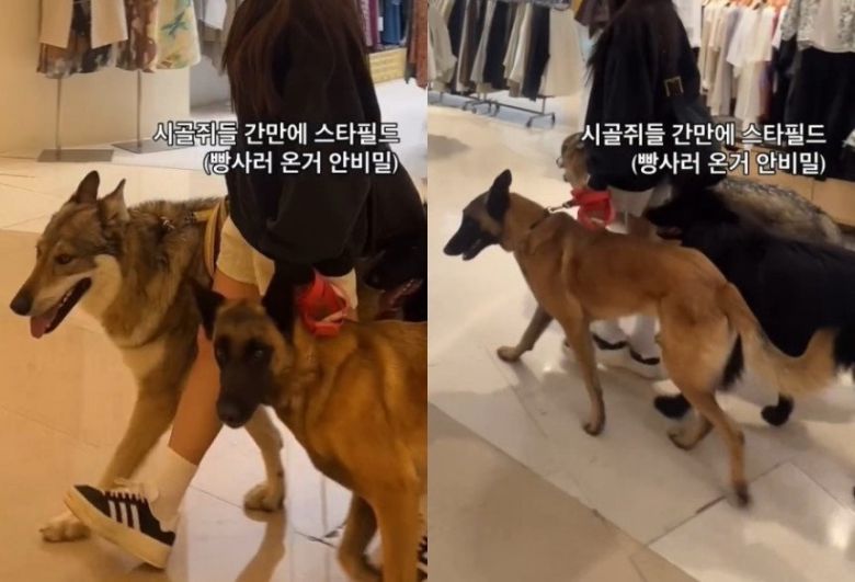 늑대개 세마리를 데리고 쇼핑몰에 온 A 씨. A 씨 인스타그램 캡처