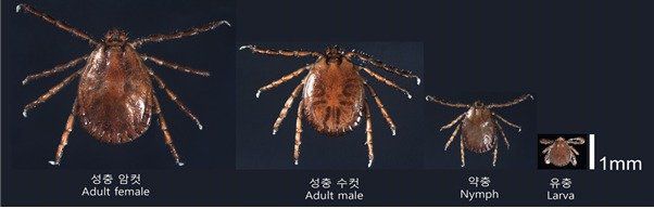 발생단계별 참진드기 모습 2025.4.14 .질병청 제공