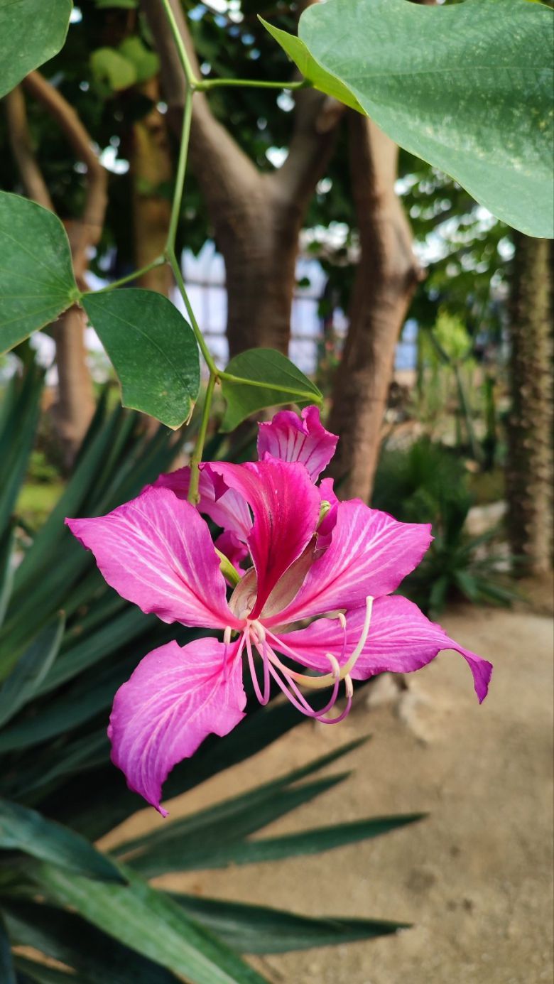 인천수목원 온실에 핀 바우히니아. 이화순 씨 제공