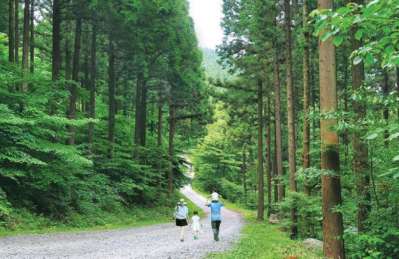 장성군 서삼면과 북일면에 걸쳐 있는 축령산은 울창한 편백나무 숲으로 유명하다.