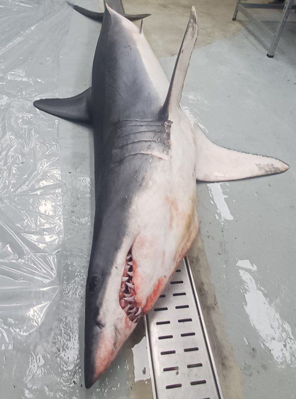 출처 국립수산과학원