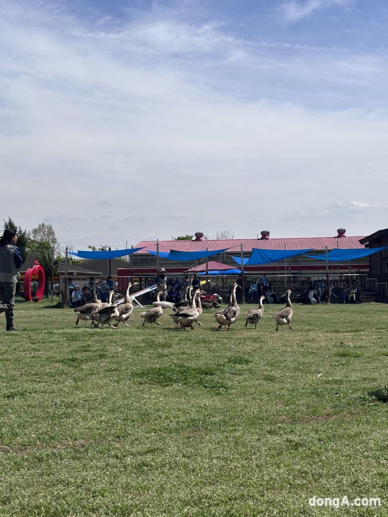 거위가 공연에서 행진을 선보이고 있다. 황소영 기자 fangso@donga.com