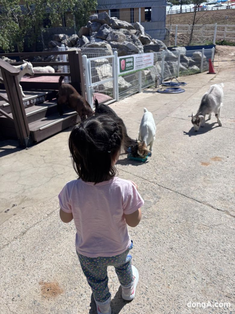 어린이가 먹이를 들자 새끼염소들이 다가오고 있다. 황소영 기자 fangso@donga.com