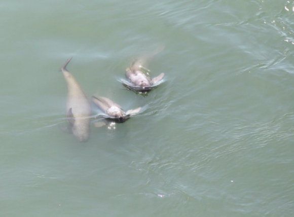 포착된 상괭이 가족들. 국립공원공단 제공