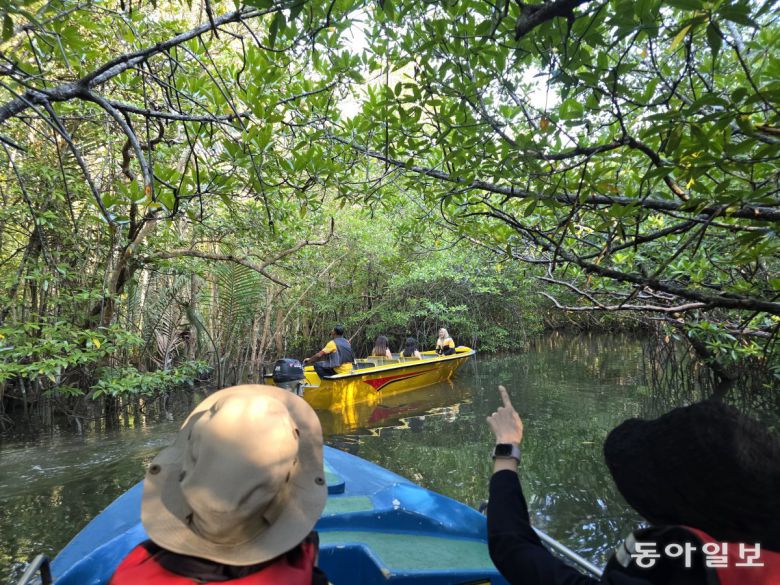 빈탄리조트 맹그로브숲을 탐사하는 보트투어.