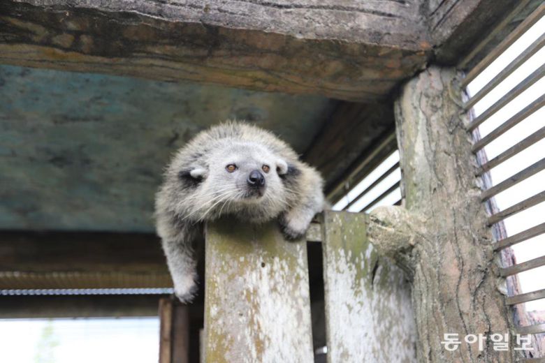 루왁 커피를 만들어내는 사향 고양이.