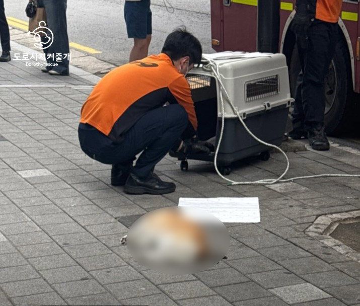 사단법인 도로시지켜줄개 스레드