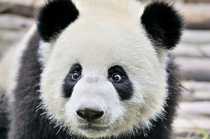 게티이미지뱅크.